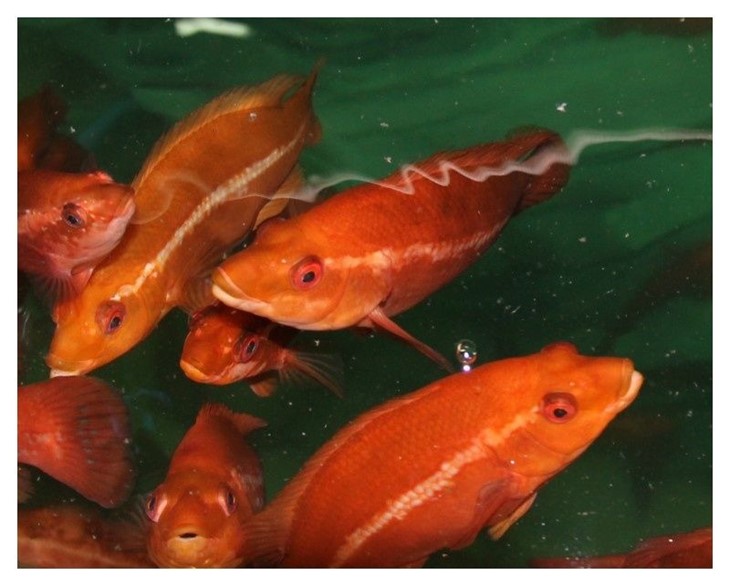 Ballan wrasse in water