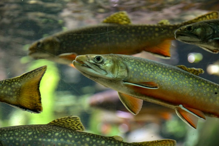 Rainbow trout