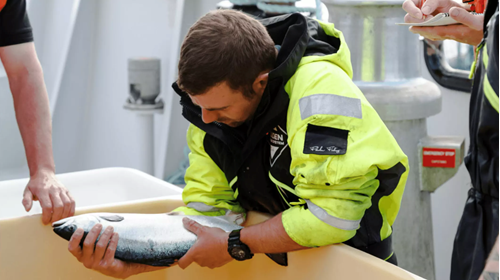 A fish being checked for sea lice and general health on a salmon farm in Scotland. Photo: Mowi