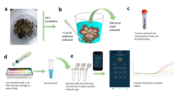 Diagram showing the process