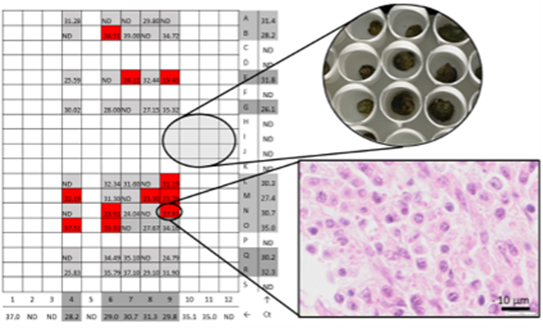 Histopathology vs field-based qPCR