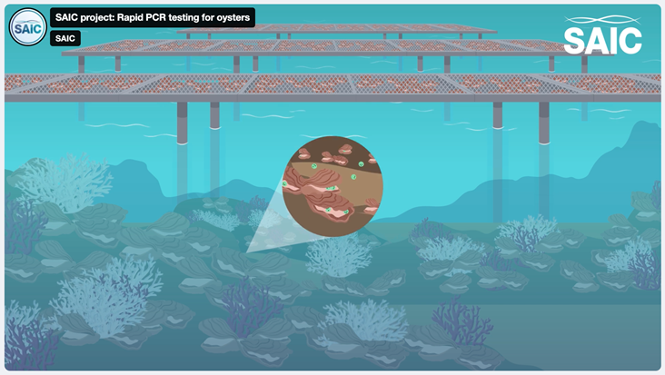 Oyster PCR animation screenshot