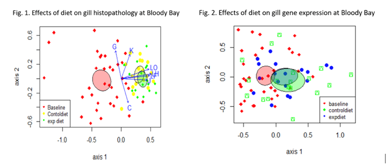 Effects on gill health of histopathology illustration