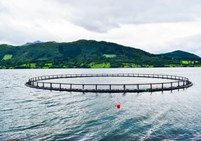Enhancing lipid metabolism and health in farmed Atlantic salmon