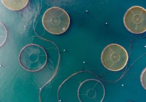 Biomarkers for early disease detection in Scottish salmon