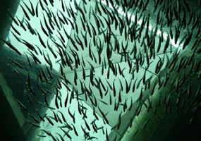 Early detection, healthier salmon: advancing biomarker diagnostics for a sustainable Scottish aquaculture