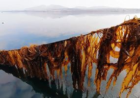 Improving harvests, preservation, and product diversification for Scottish kelp